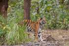 India-Madhya Pradesh-Bandhavgarh National Park Young female Bengal tiger stretching Art Print
